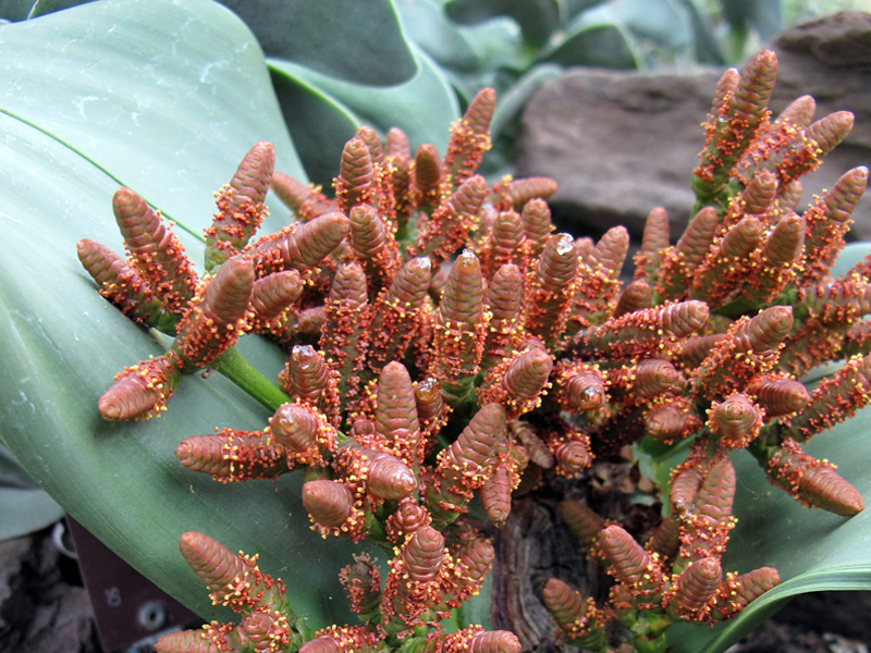 photo shows short red-brown spikes with tiny yellow flowers