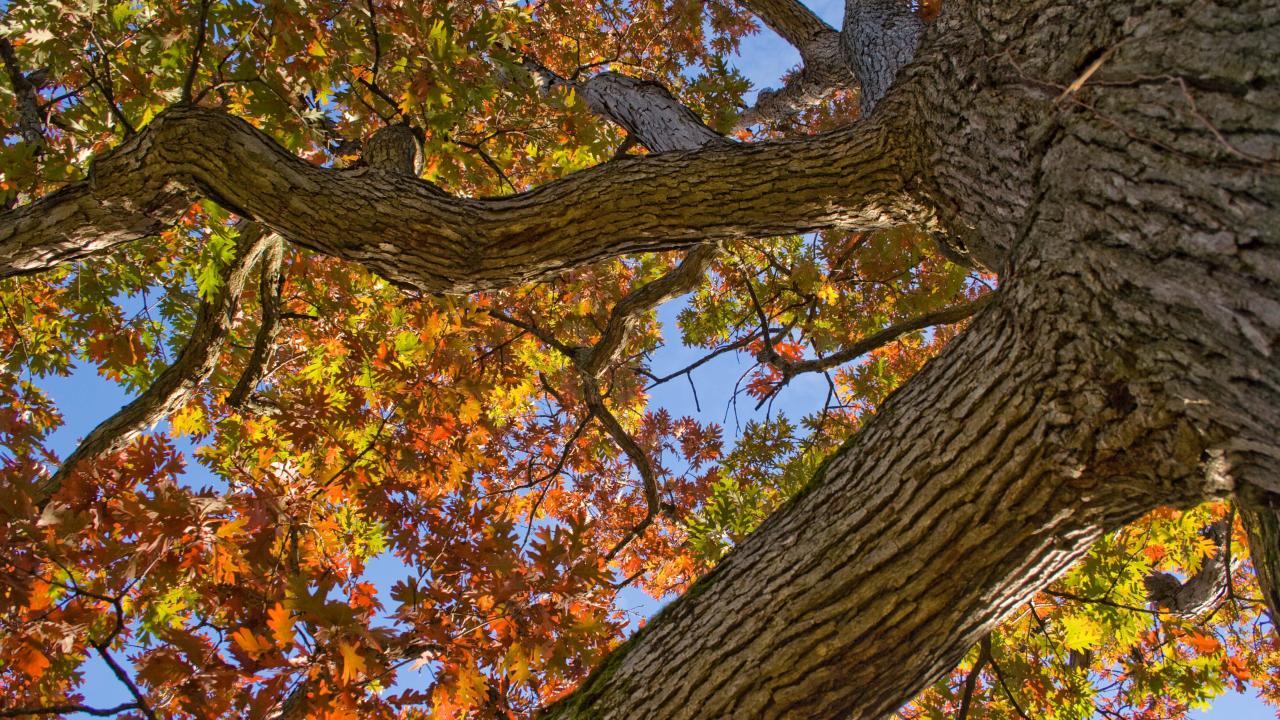 Looking up into the canopy of an oak tree with leaves turning yellow and orange