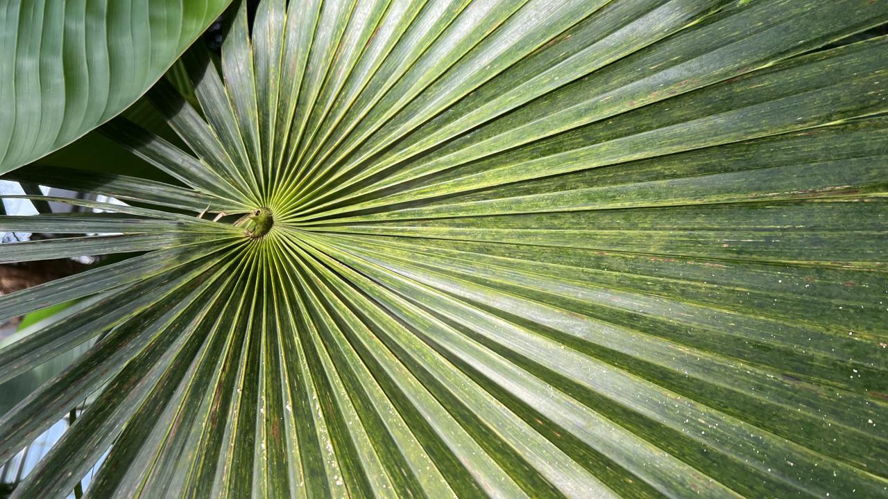 Home United States Botanic