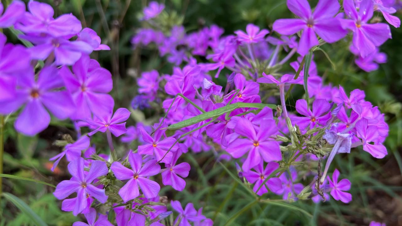 Pink-purple flowers of Phlox floridana with a green preying mantis on the stem