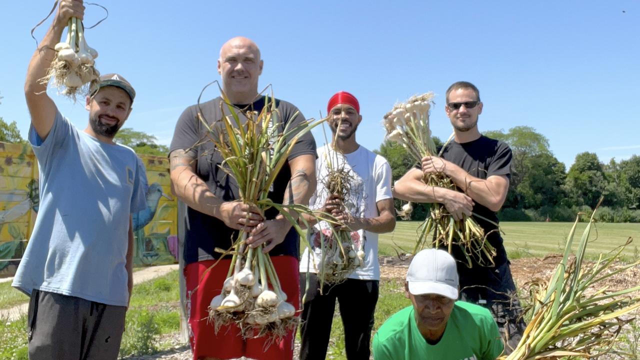 Five people stand in a field, holding large garlic plants