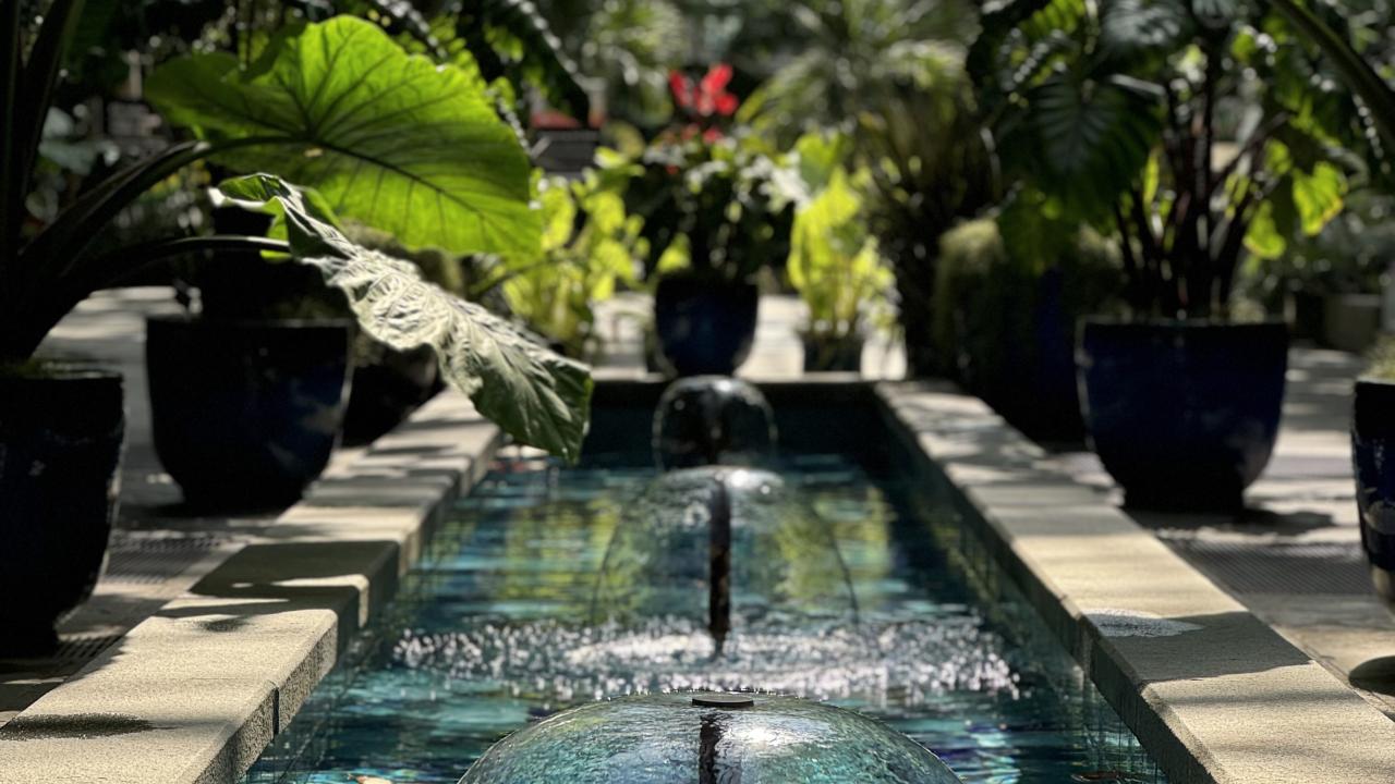 A pool with multiple fountain recedes into the distance, surrounding by large leaves of elephant ear plants