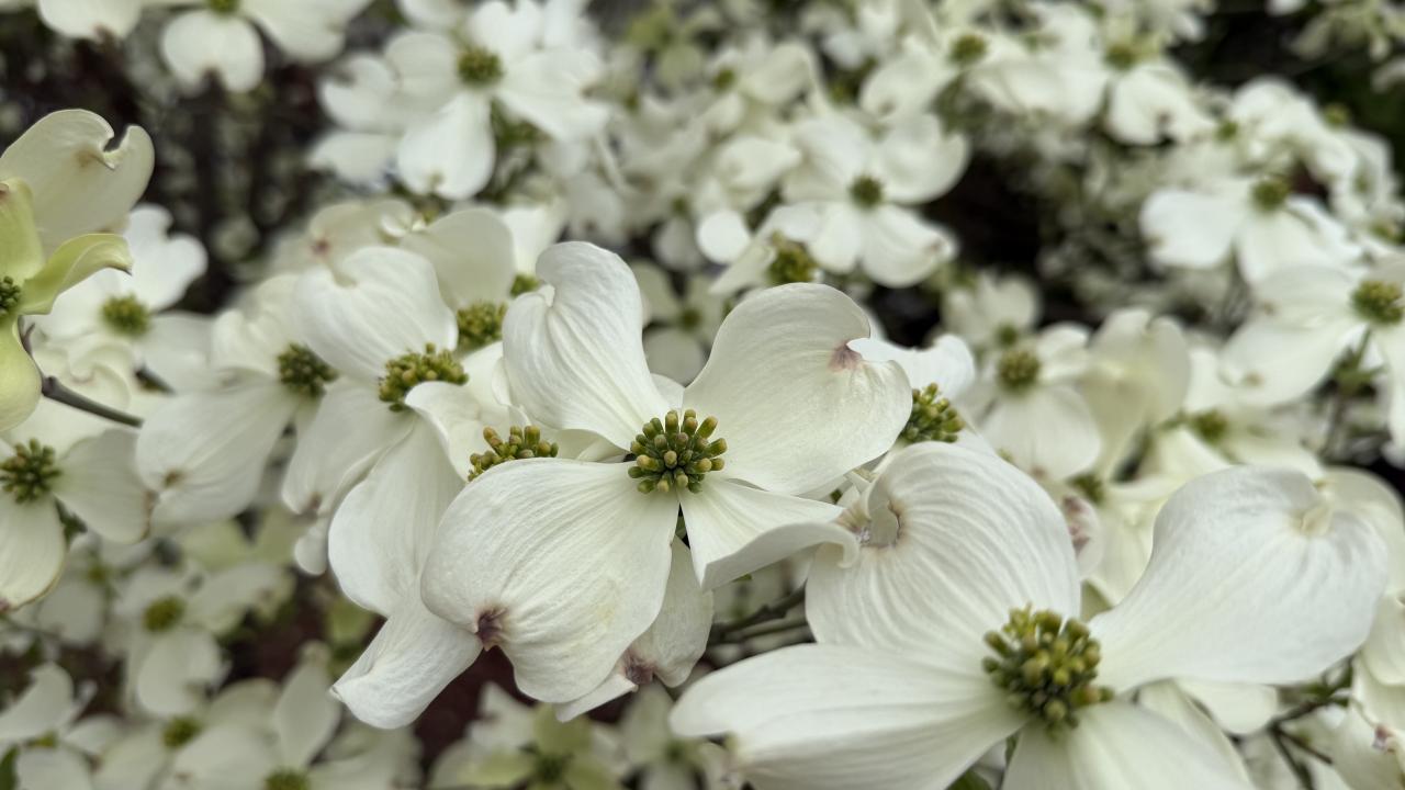 dozens of creamy-white dogwood blooms, each with four bracts that look like flower pets and a clusterer of small green-yellow true flowers in the middle
