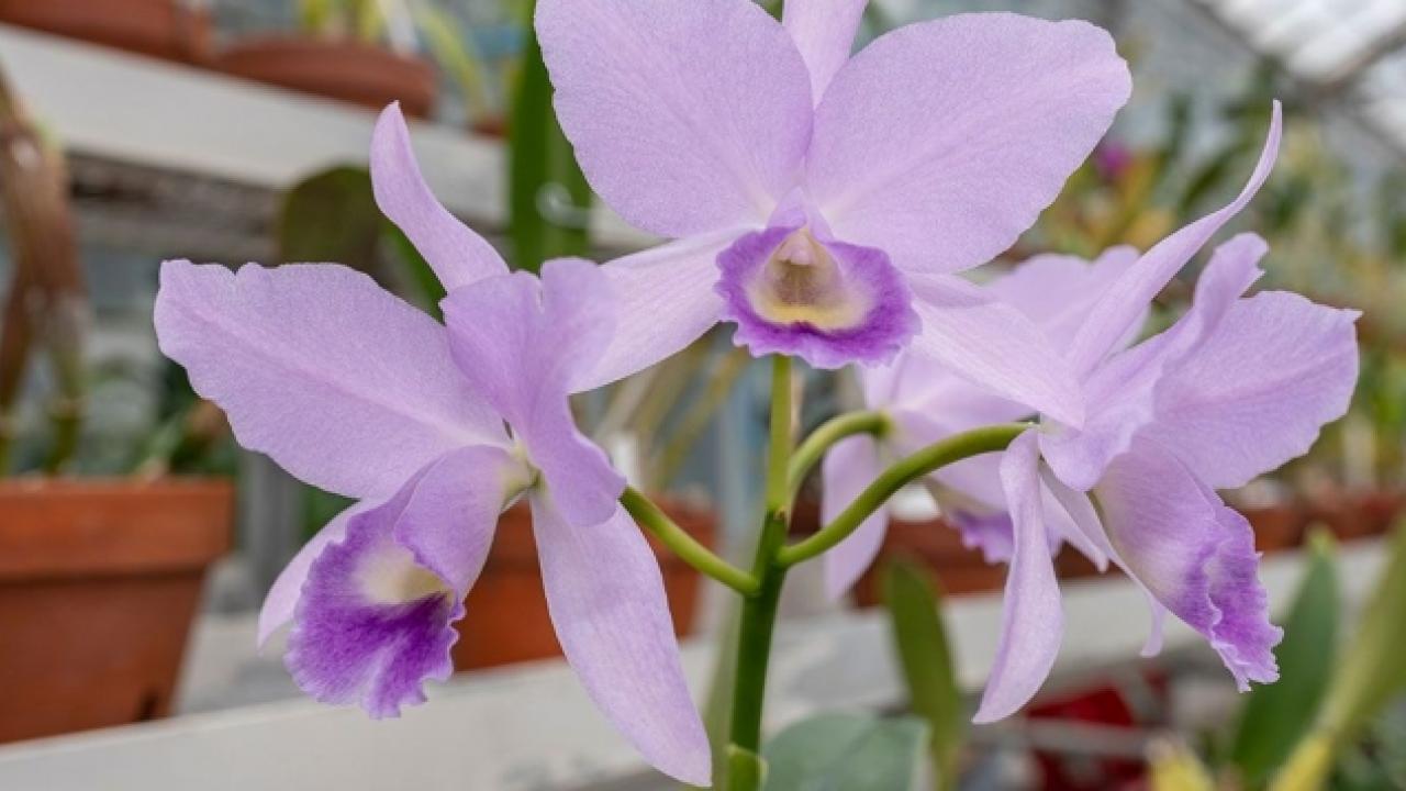488670-1260w-botanic-garden-