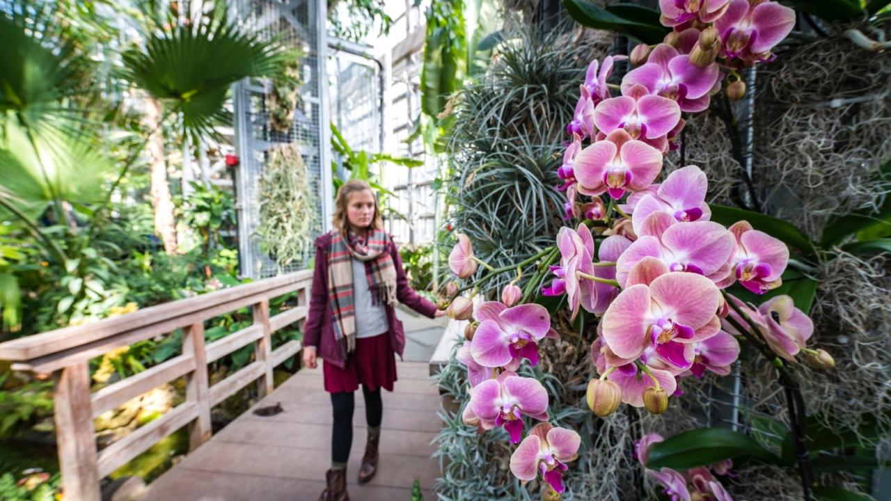 Can You Take Dogs Into Botanic Gardens