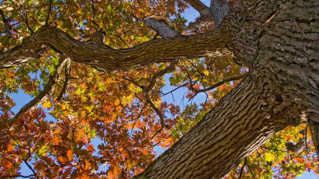 Looking up into the canopy of an oak tree with leaves turning yellow and orange