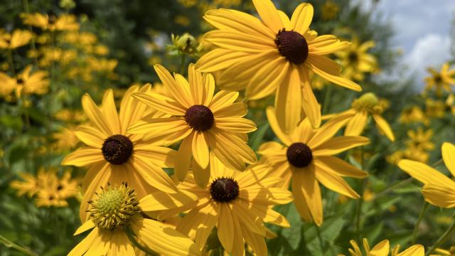 A clump of yellow flowers with short petals arranged in a ray