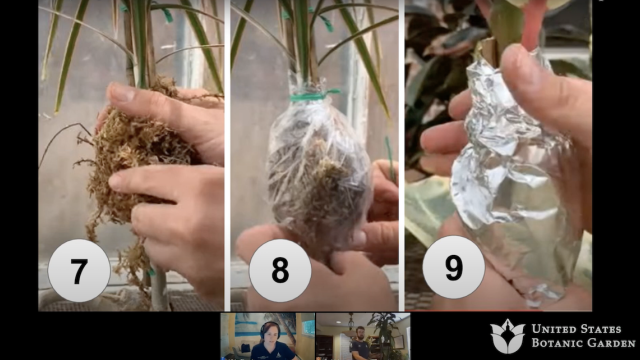 a gardener wraps moss and plastic wrap around a plant cutting