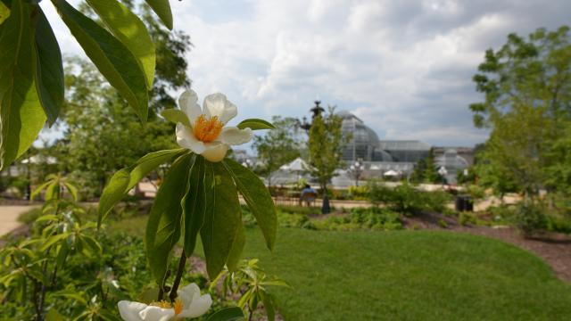 The white-and-yellow tree flower is surrounded by green vegetation