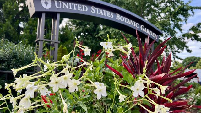 Small white flowers with red foliage behind and a sign above that reads United States Botanic Garden