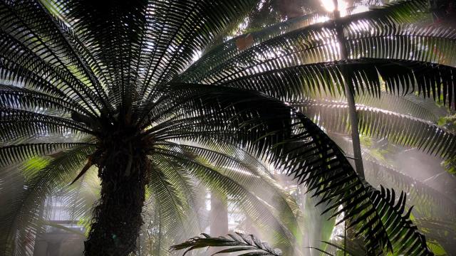 A tall cycad in a greenhouse is backlit by the sun