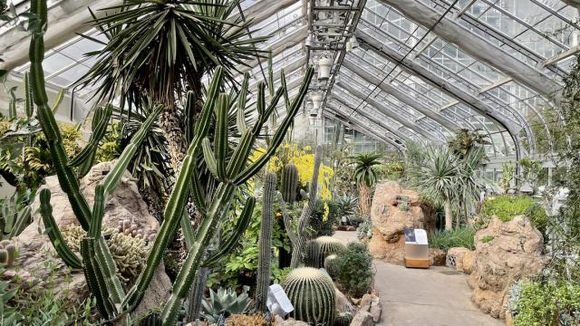 A greenhouse full of cacti ranging from short and round to tall and skinny