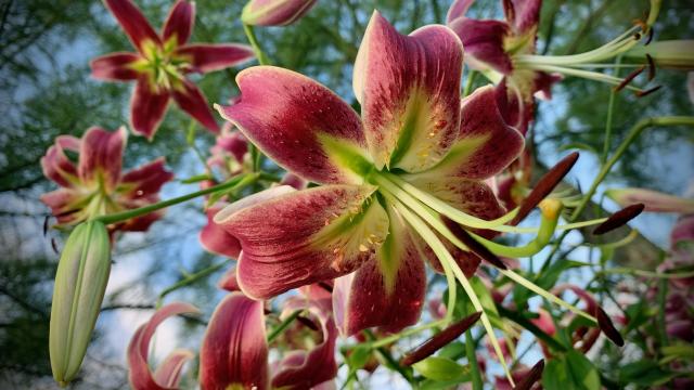 Looking up into hanging blooms of pink lily flowers