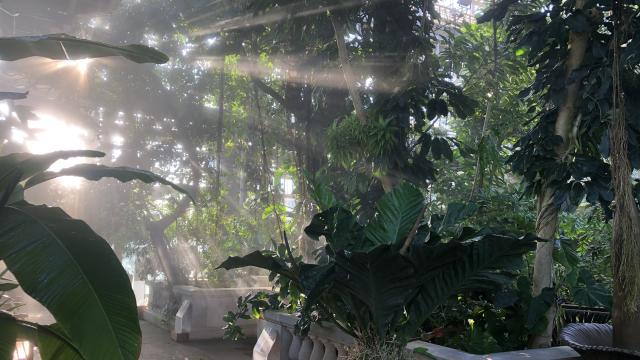 Sun beams stream through tropical vines and palm trees in a conservatory