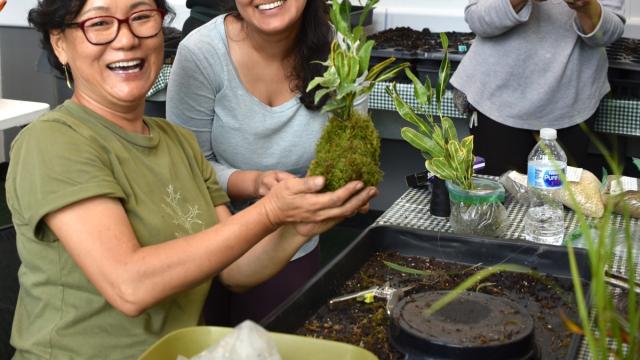 Three women plant a plant in a ball of moss