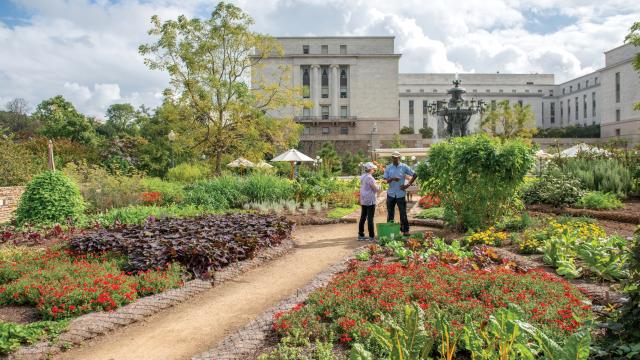 Two people stand surrounded by many vegetable plants