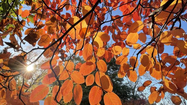 Fall leaves - Amelanchier lamarckii