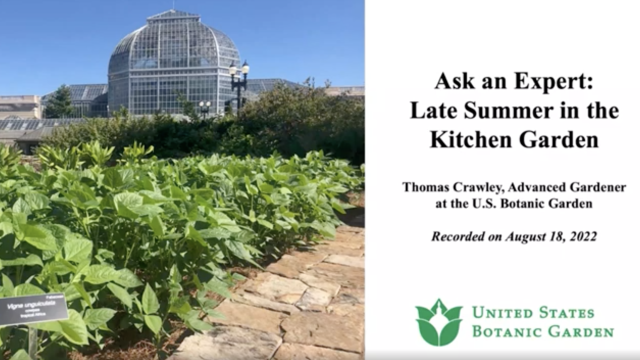 Photo of green leafy vegetables growing