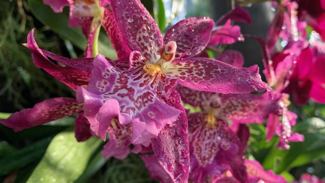 Purple orchids with many water drops