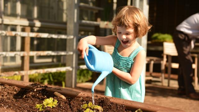 A girl uses a blue watering can to water a young plant