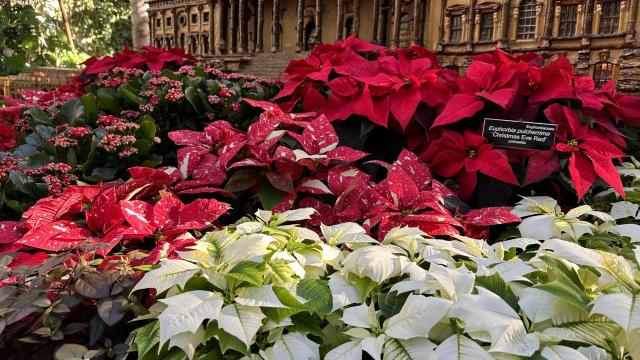 a bed of red and white poinsettias