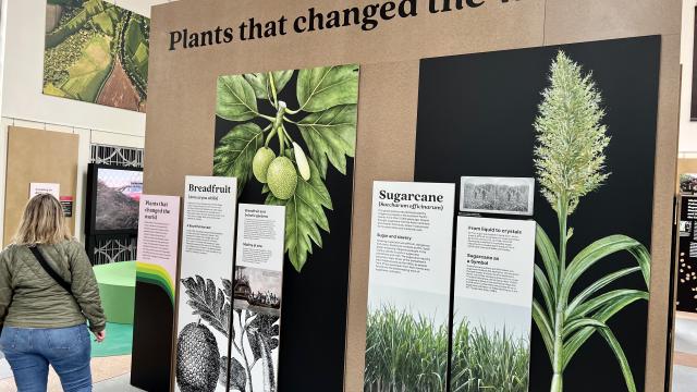 A visitor reads about plants that changed the world