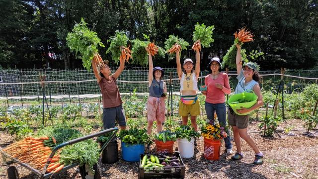 Five women hold harvested carrots above their heads