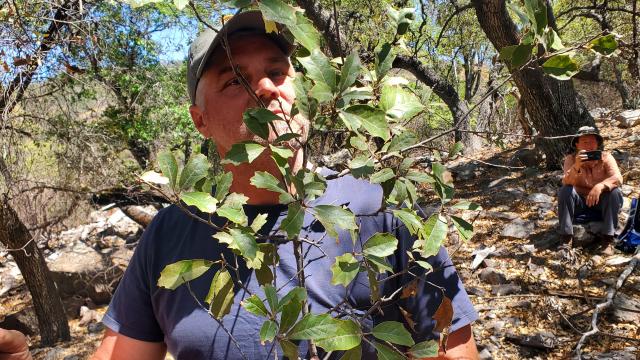 Researcher looks at Quercus tardifolia leaves