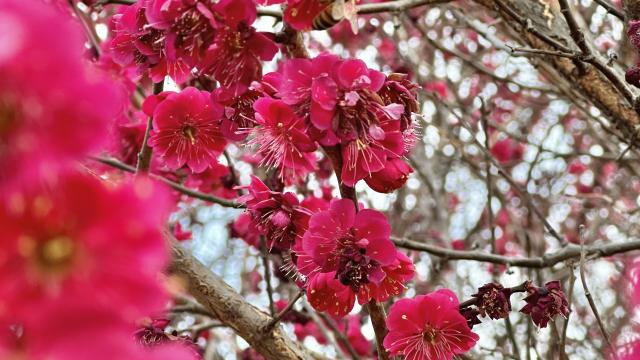 A bee lands on one of many small pink flowers