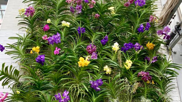 Dozens of orchids with green leaves and purple and yellow flowers hang against a white brick wall