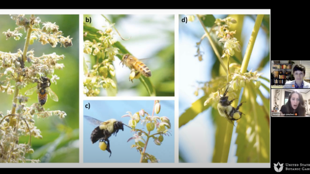 Bees land on flowers of four green hemp plants