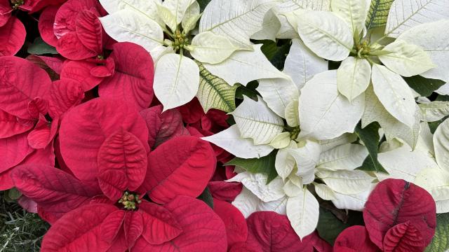 5 red poinsettia plants on the left, with creamy white poinsettias on the right