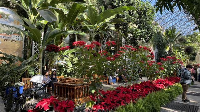 Thousands of vibrant red poinsettia plants in 3-story tall greenhouse, with green ferns alongside and tall banana trees behind