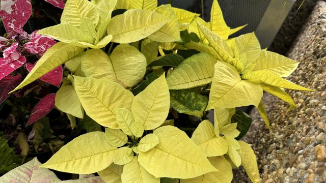 vibrant yellow leaves of a poinsettia plant