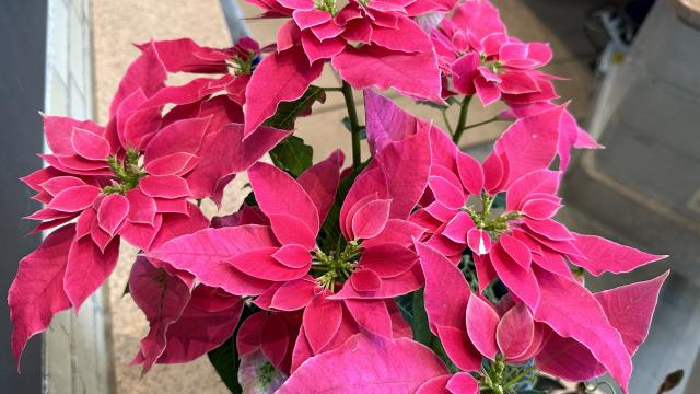 small, hot pink colored leaves of a poinsettia plant
