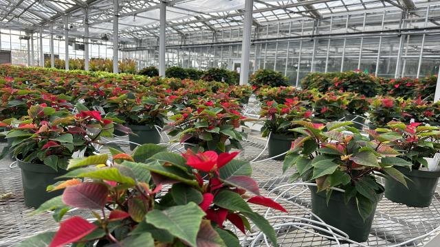 a greenhouse with hundreds of small green poinsettia plants just beginning to color red