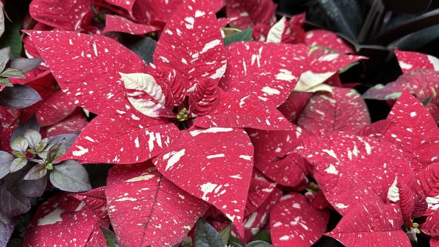 dark red bracts of a poinsettia are flecked with cream colored spotting