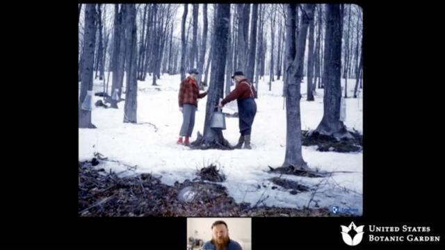 Historic photo of two men tapping a maple tree, surrounded by snow on the ground