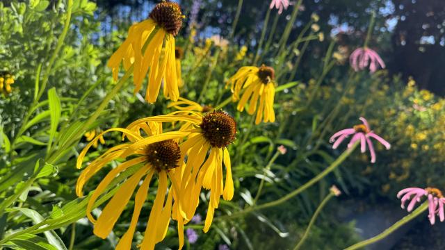 multiple yellow and pink coneflowers, with petals 2 and 3 inches long around a brown central cone