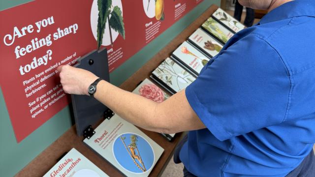 a woman lifts a small flap to see the see answer of a quiz about plant physical defenses such as thorns or spines