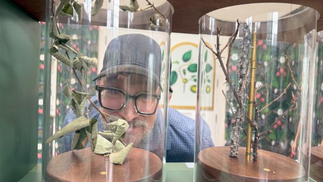 A man peers through a glass jar to closely view plants with thorns and prickles