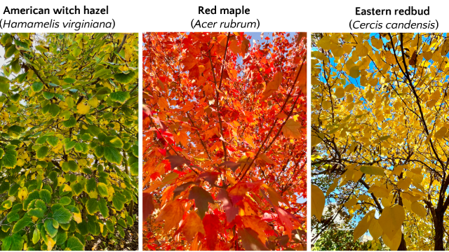 a photo of green, orange, and yellow leaves