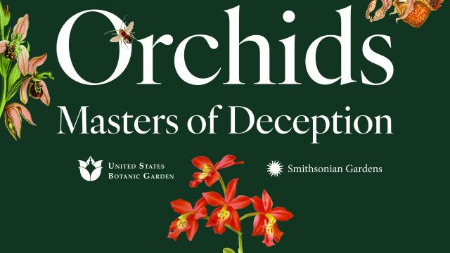 Text Orchids Masters of Deception with an orange orchid flower and a bee