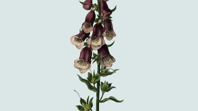 illustration of multiple bell-shaped flowers up a single vertical stem