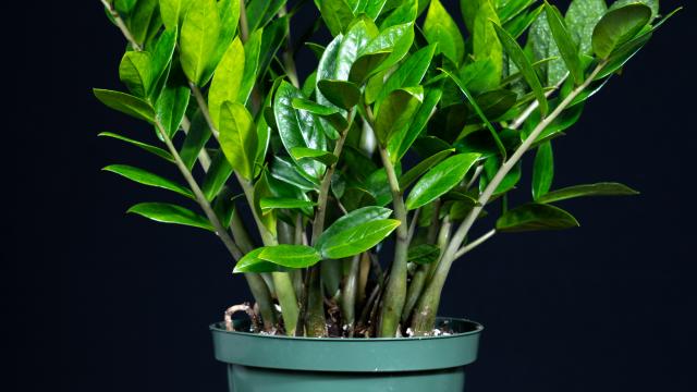a plant about 1.5 feet tall with long stems with small 2 inch long leaves all along the stems