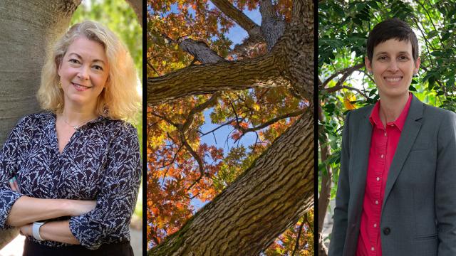 A woman stands against a tree with arms crossed (on left), a vertical look up into a tree crown in the middle, and a woman smiles at the camera on the right