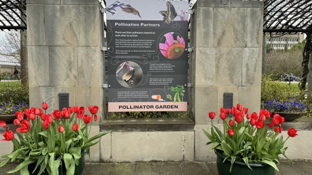 An interpretive panel about Pollinator Partners is show with red tulips in pots alongside