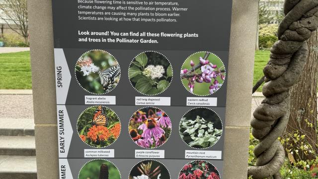 A sign in an outdoor garden shows multiple plants that bloom in different seasons, attracting different pollinators