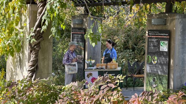 A volunteer talks about pollinators with a visitor, alongside Pollinator signage