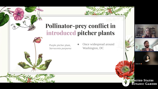 Text says Pollinator-prey conflict in introduced pitcher plants with a drawing of a short green plant with four pitchers and a tall flower above